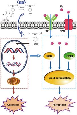 Development of ZD2767P–carboxypeptidase G2–ultrasound therapy against cisplatin-resistant cancer